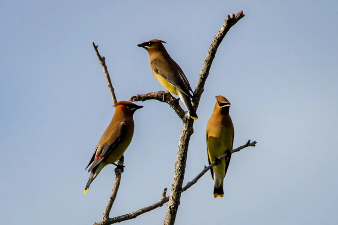 3. Strengthening Pair Bonds and Social Relationships (Image Credits: Unsplash)