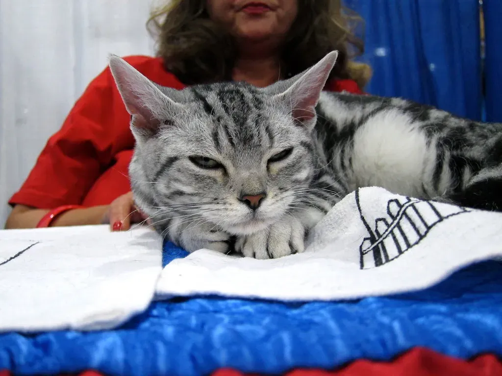 4. American Wirehair (Image Credits: Flickr)