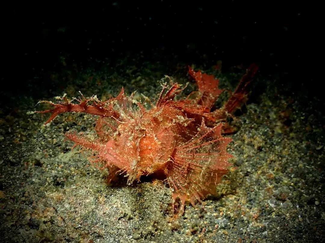 The Scorpionfish: Deadly Camouflage on the Ocean Floor (Image Credits: Unsplash)