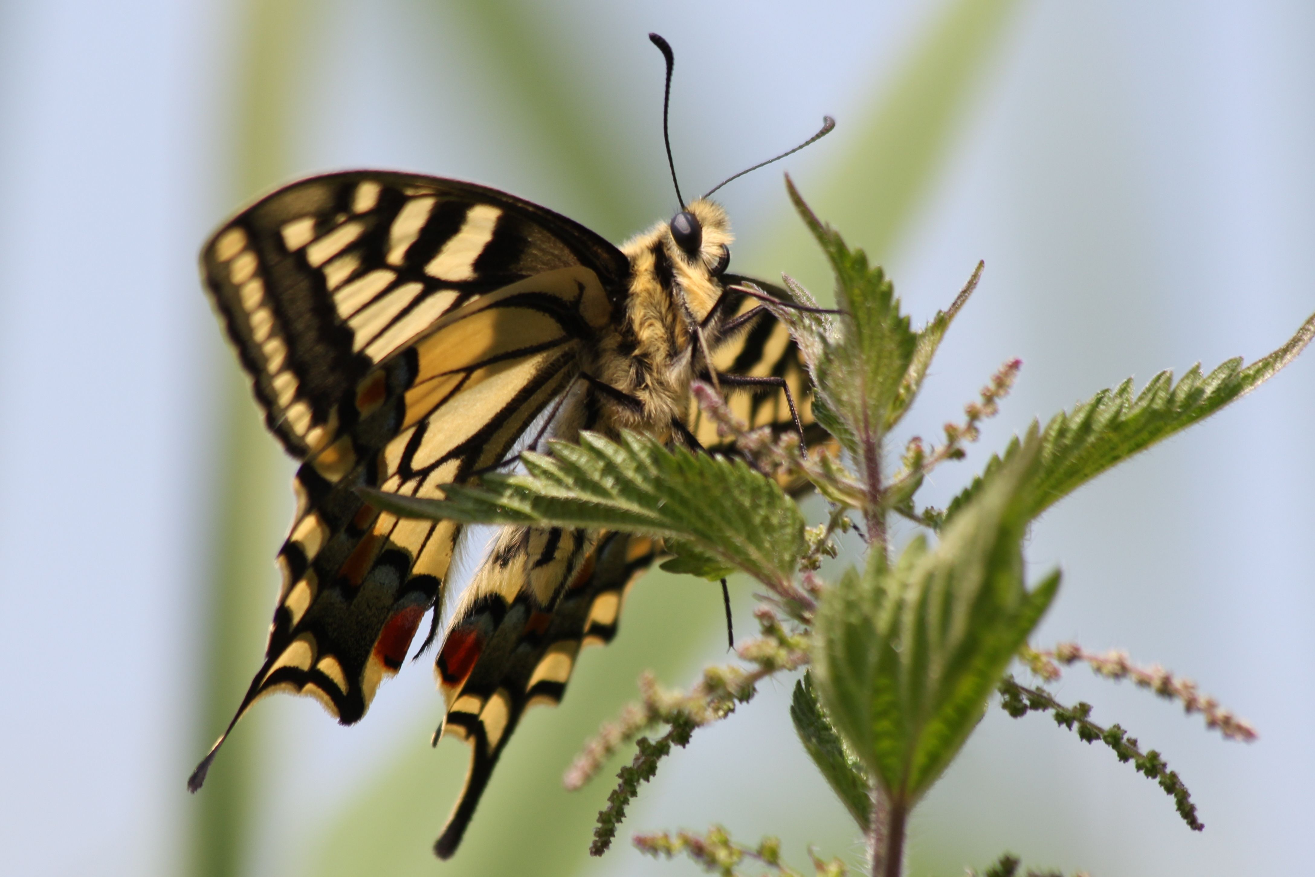 Papilio Moerneri (Image Credits: Wikimedia)