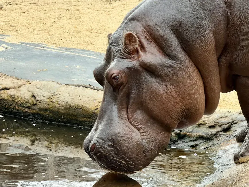 Owen the Hippo and Mzee the Giant Tortoise: A Friendship Born from Disaster (Image Credits: Pexels)