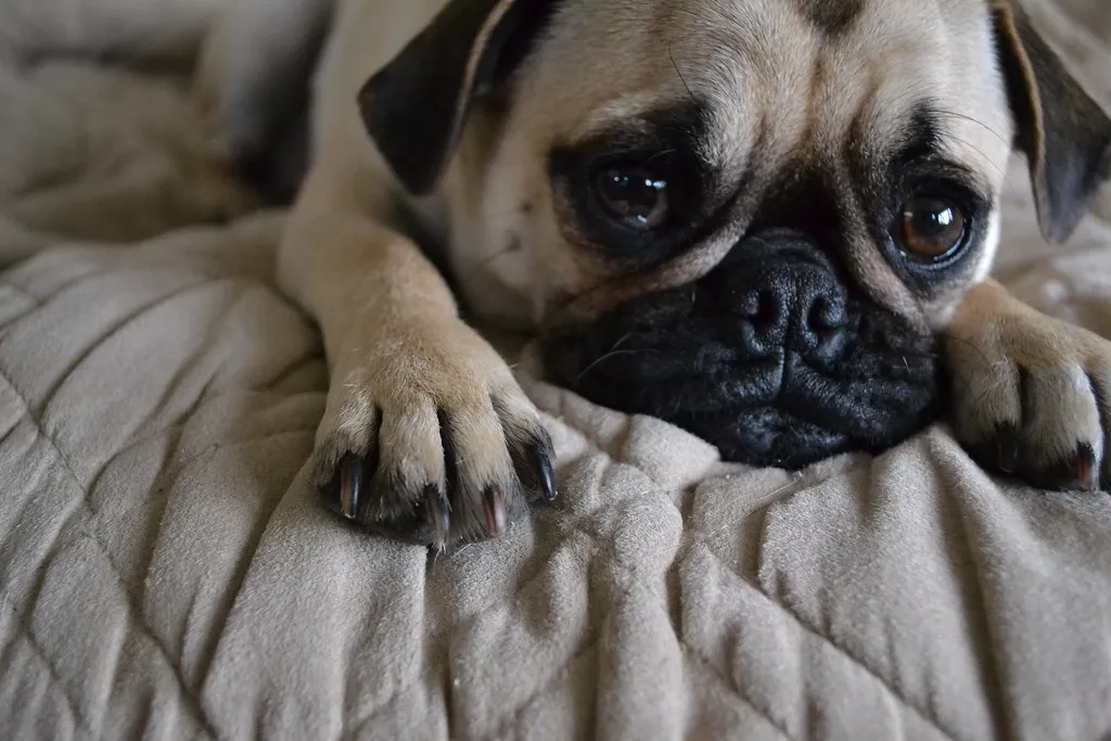 #8 - A Sudden Reluctance to Lift a Paw or Leg (hannahkrajewski, Flickr, CC BY 2.0)