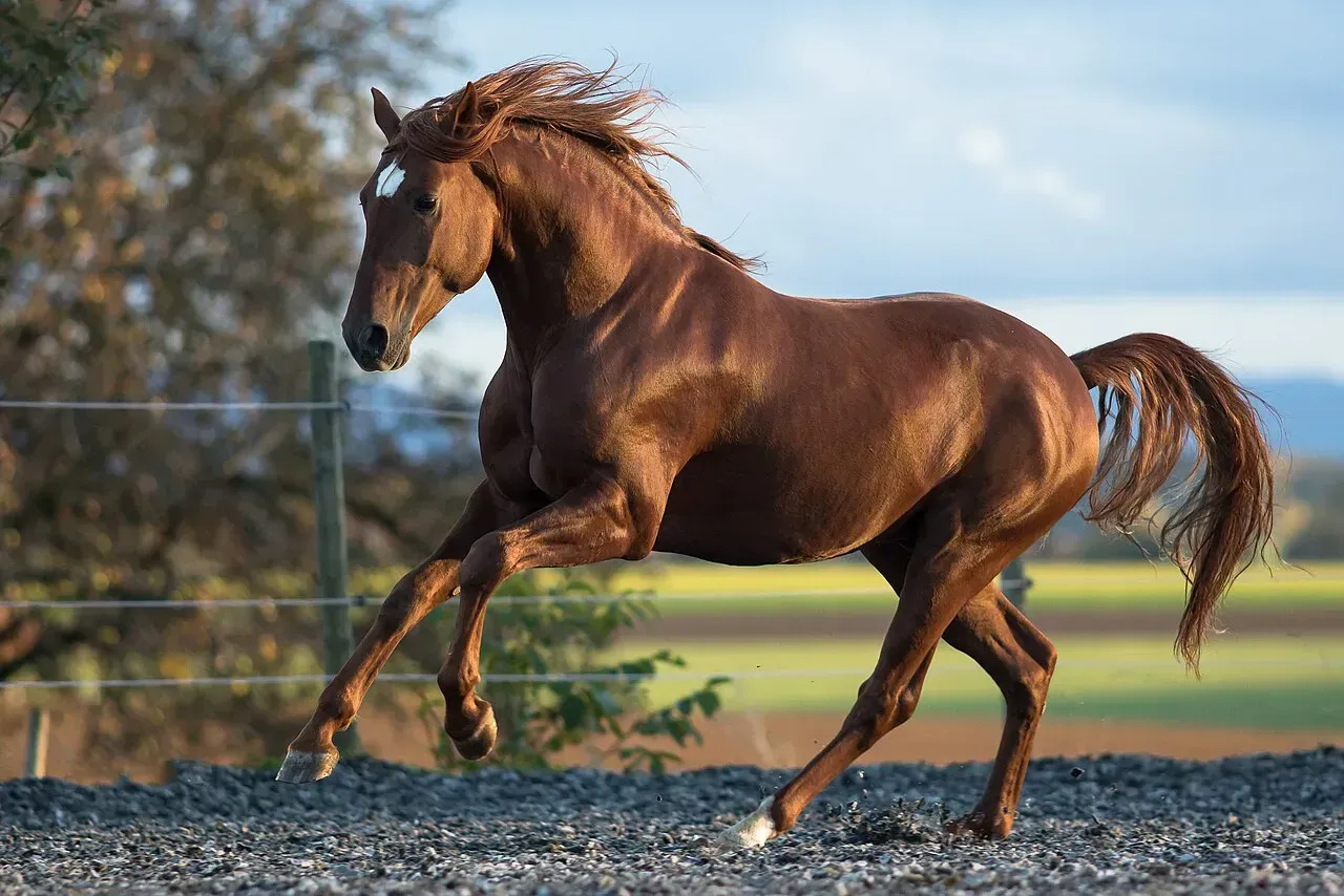 #11 – Lusitano: The Portuguese Partner With High Standards (Image Credits: Lusitano horse: Petra Taenzer, CC BY 3.0, via Wikimedia Commons)