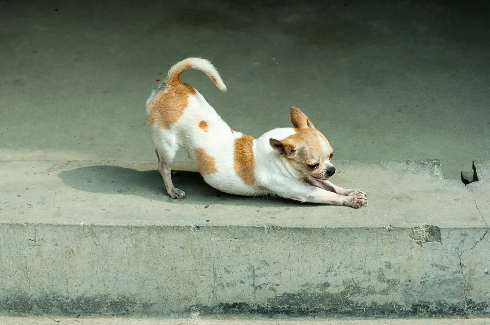 #10 - They Greet You With a Stretch Instead of a Cower (By jcdcv, CC BY-SA 2.0)
