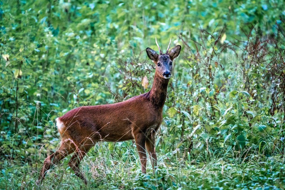 The Charming Deer (May 21 - June 20) (Image Credits: Stocksnap)