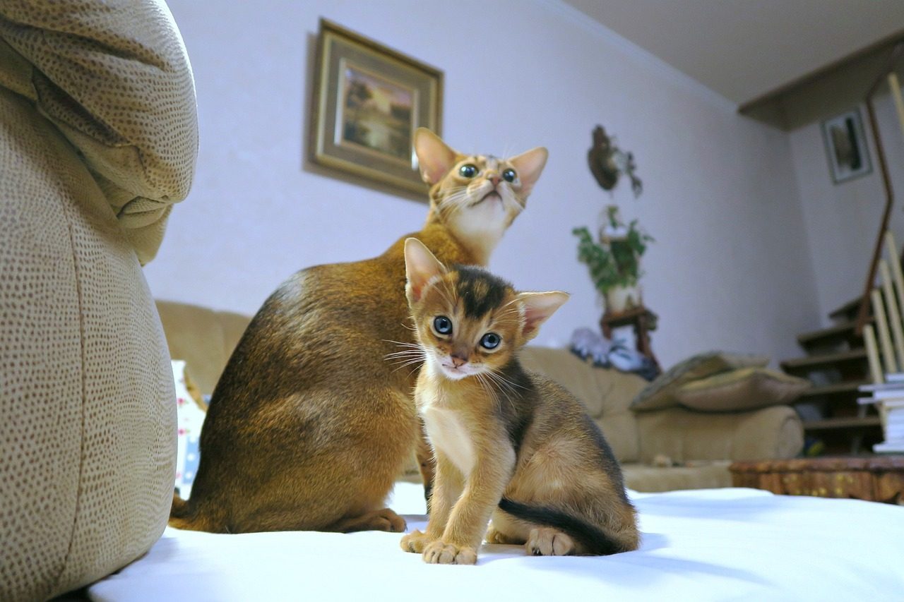 Abyssinian Cats (Image Credits: Pixabay)