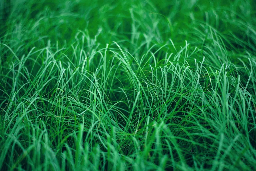 Vetiver Grass: The Underground Guardian (Image Credits: Unsplash)