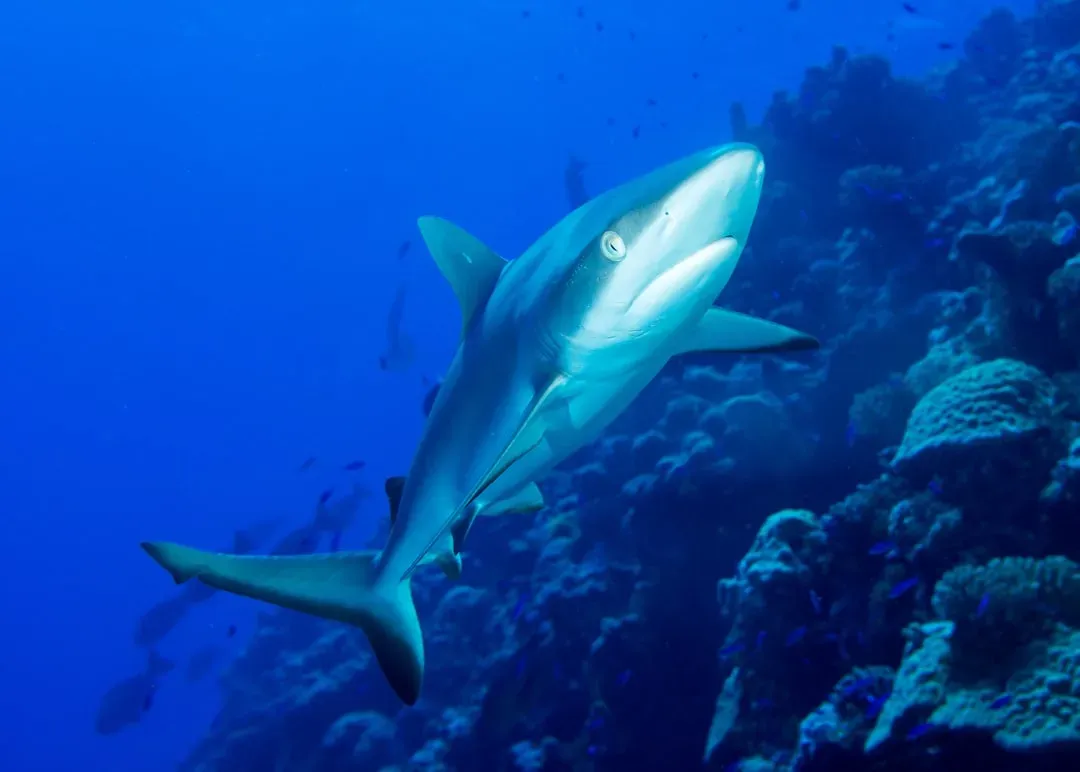 The Goblin Shark - A Living Fossil with a Slingshot Jaw (Image Credits: Unsplash)