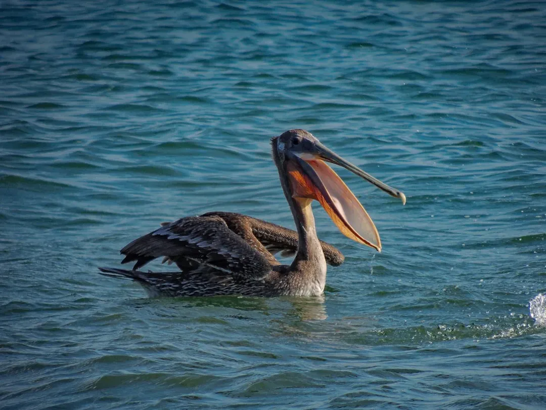 A Feeding Frenzy That Turned Heads (Image Credits: Unsplash)