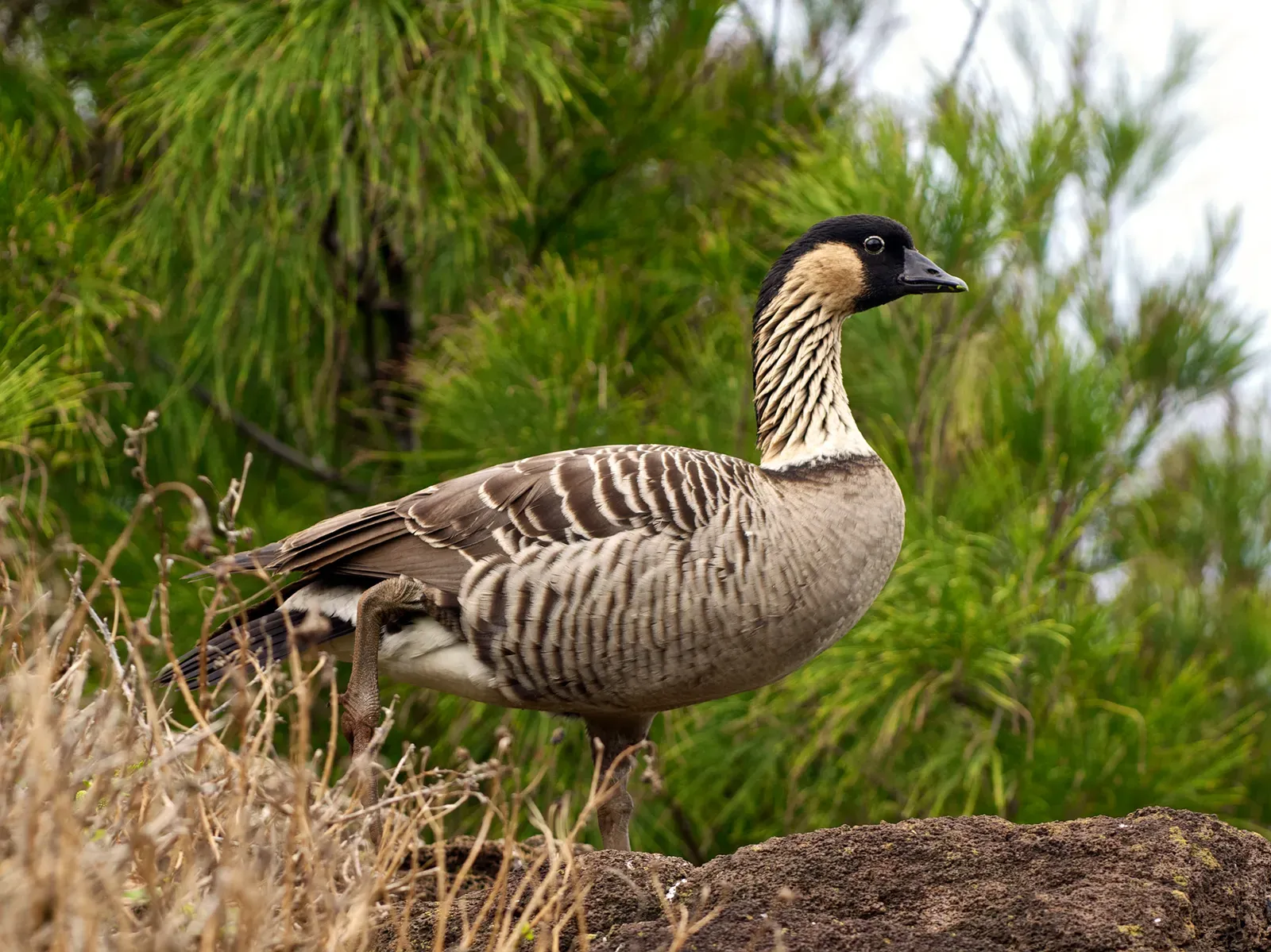 Nēnē: Hawaii's Comeback Goose (Image Credits: Wikimedia)