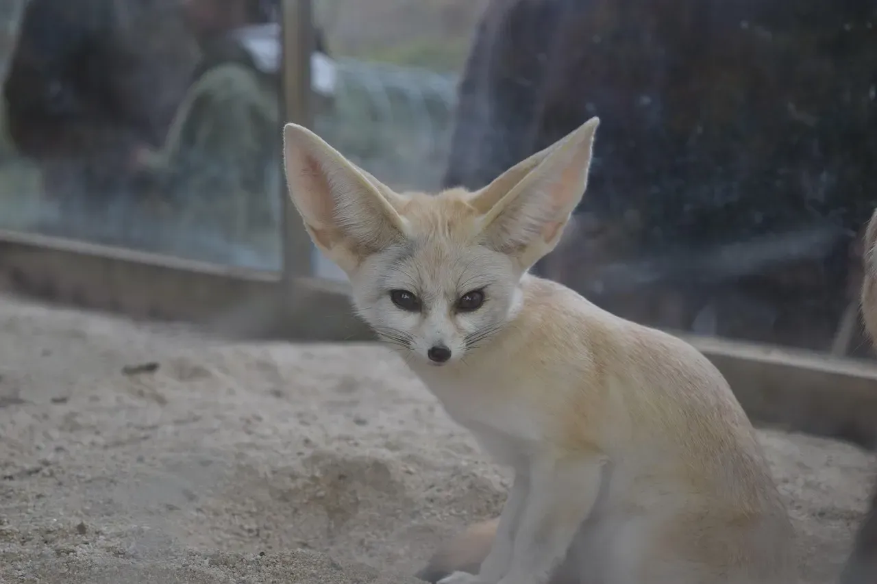 Fennec's Cousin: The Pale Fox of the Sahel (Image Credits: Pixabay)