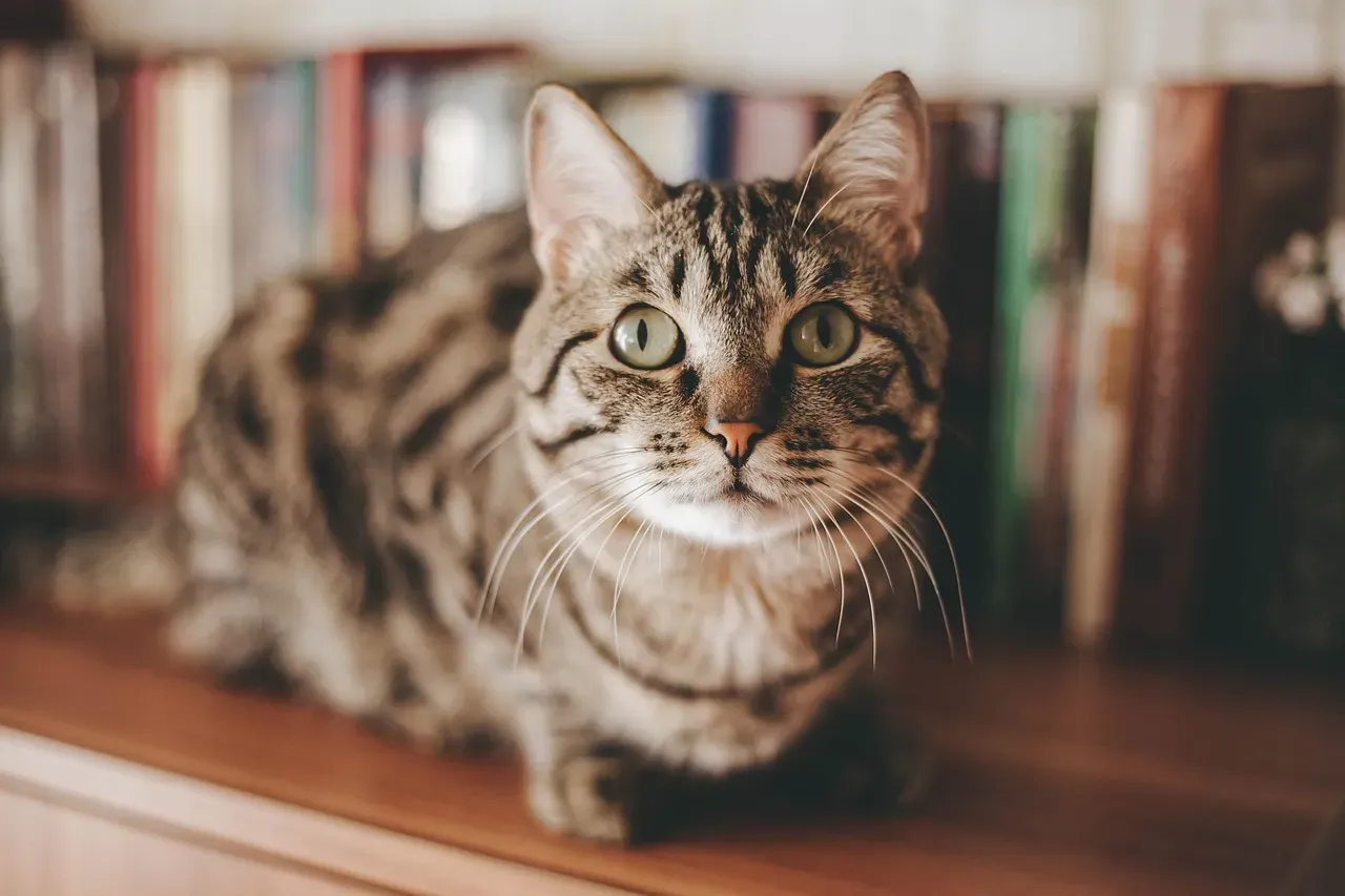Chausie (Image Credits: Pixabay)