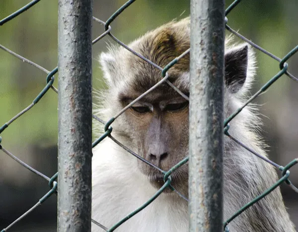 The Experiment That Changes How We Think About Stress (Image Credits: Flickr)