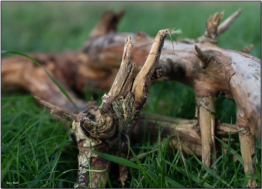 #16 - Leave Dead Wood and Fallen Branches Exactly Where They Fall (The Hidden Hide with Ray, Flickr, CC BY 2.0)