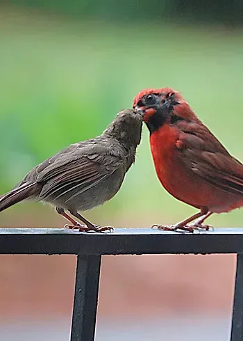 Shared Responsibility for Raising Young (611catbirds, too, Flickr, CC BY 2.0)
