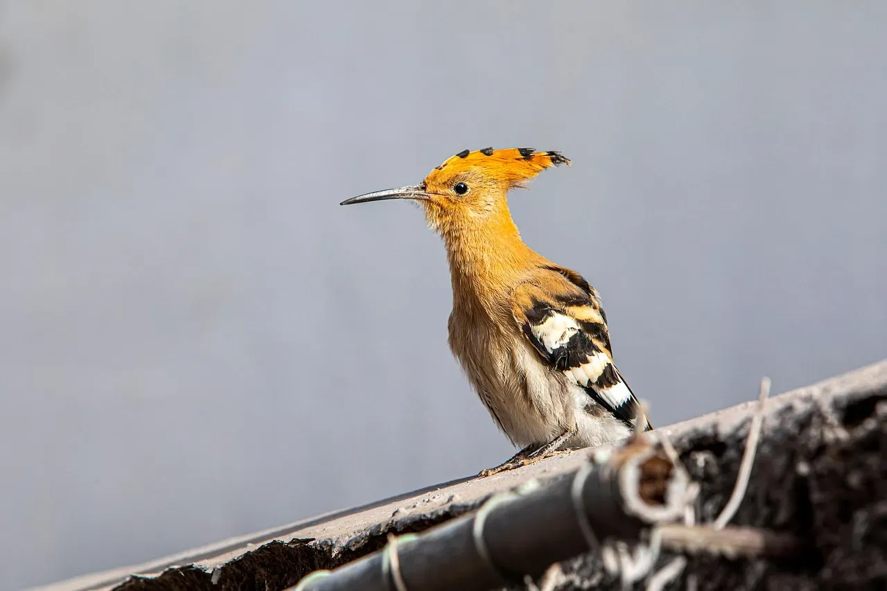 4. Eurasian Hoopoe (Image Credits: Pixabay)