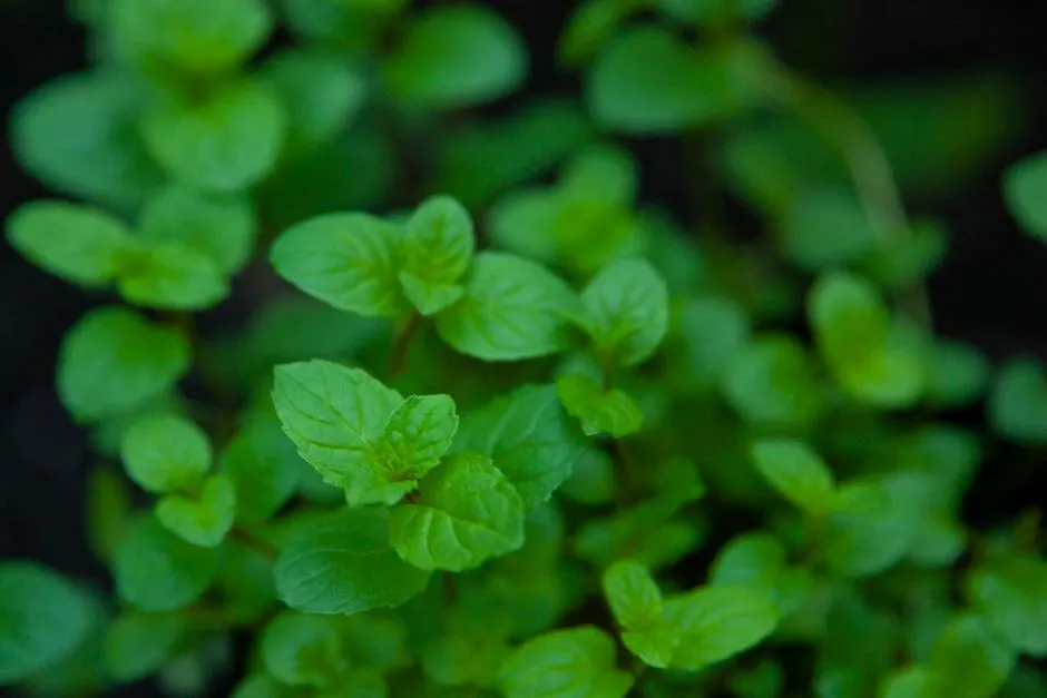Mint: Cooling Aroma With a Catch (Image Credits: Pexels)