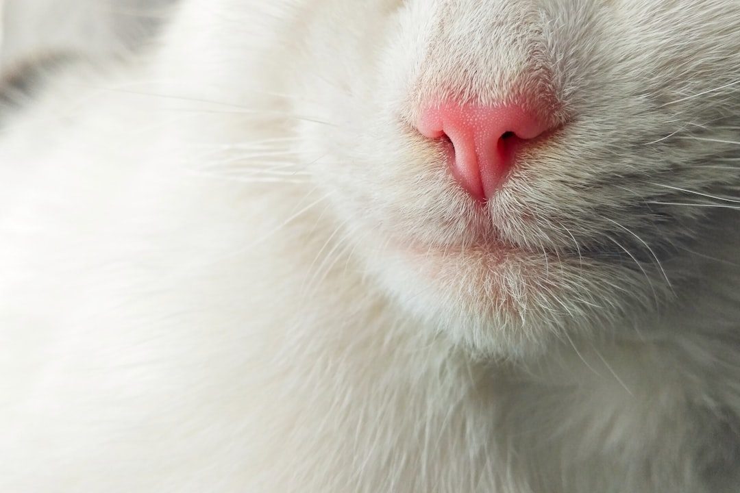The Secret Weapon: Jacobson's Organ (Image Credits: Unsplash)