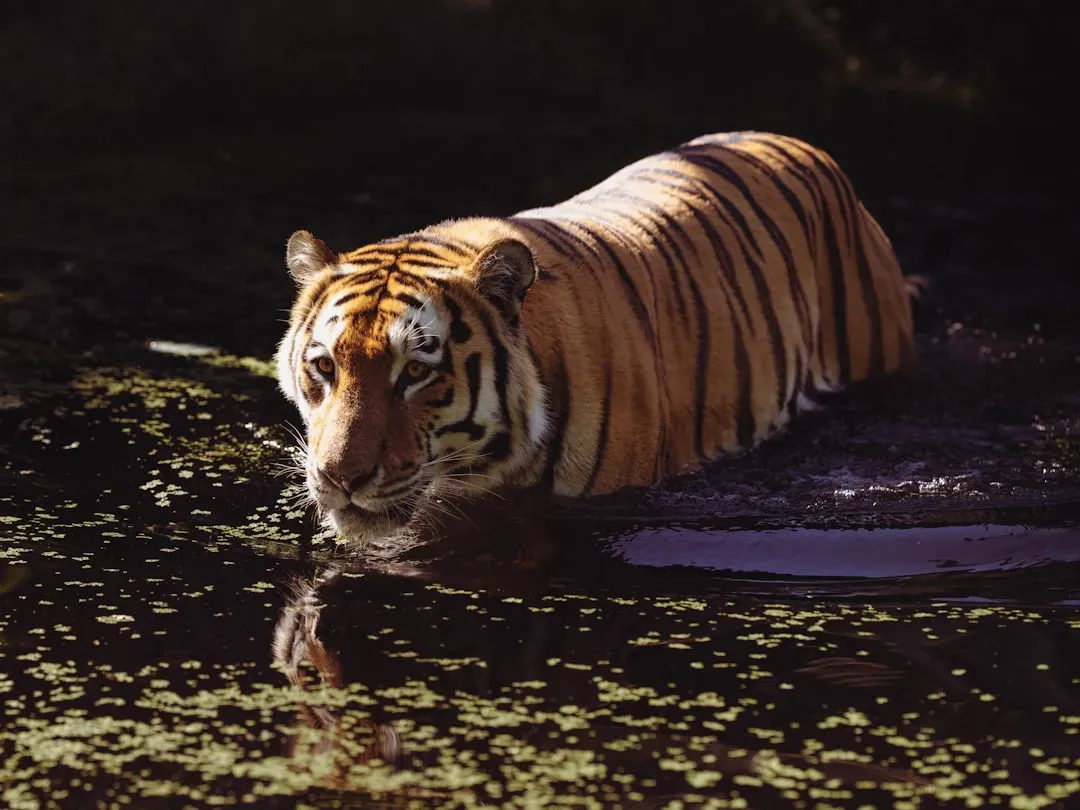 They Exhibit Behaviors Consistent With Grief and Loss (Image Credits: Unsplash)