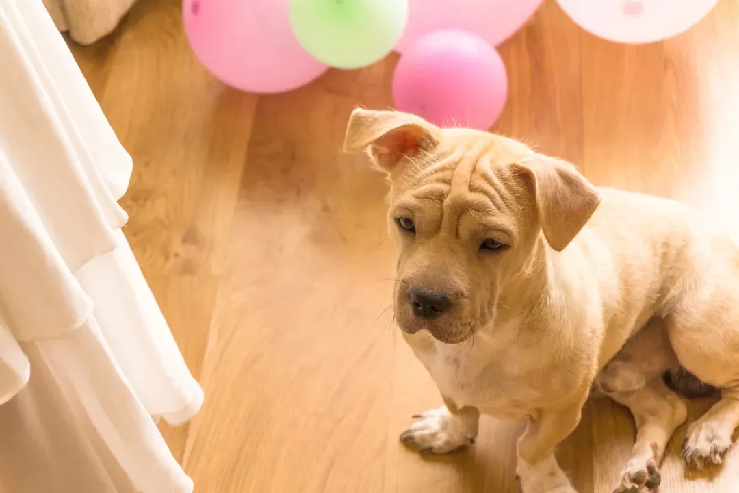 3. Balloons (Image Credits: Unsplash)
