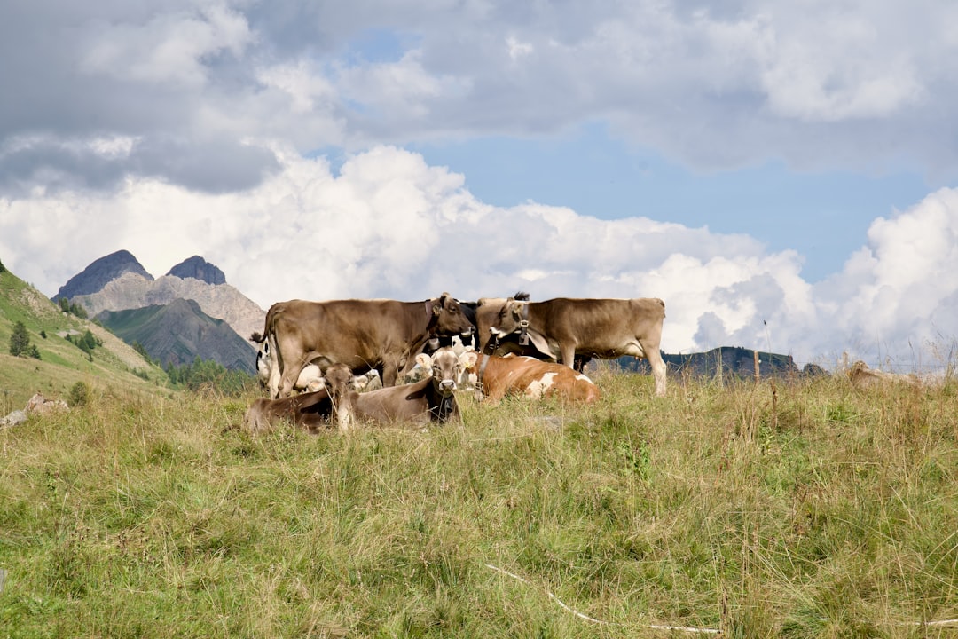 Cattle Magnetic Alignment Puzzles Agricultural Scientists (Image Credits: Unsplash)