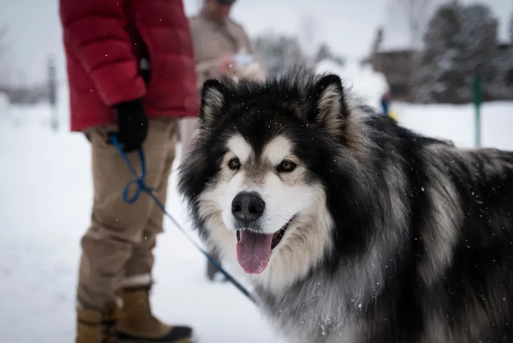 The Alaskan Malamute: Built Like a Freight Train (Image Credits: Flickr)
