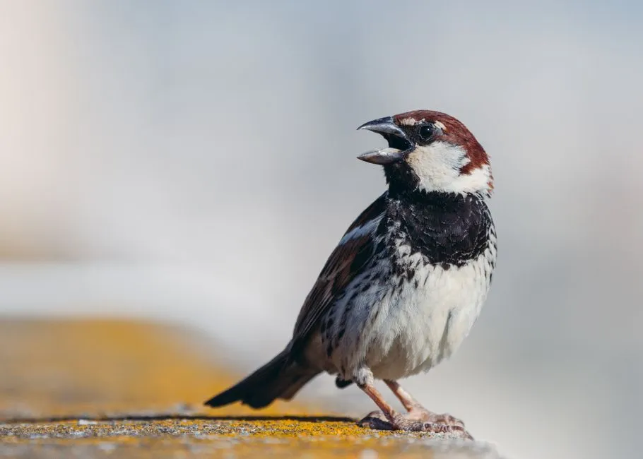 9. Understanding Noise Levels (Image Credits: Pexels)