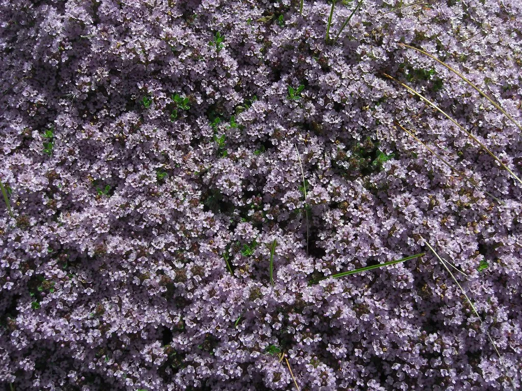 #14 - Thyme: The Ground-Hugging Fix for Paths and Problem Spots (pellaea, Flickr, CC BY 2.0)