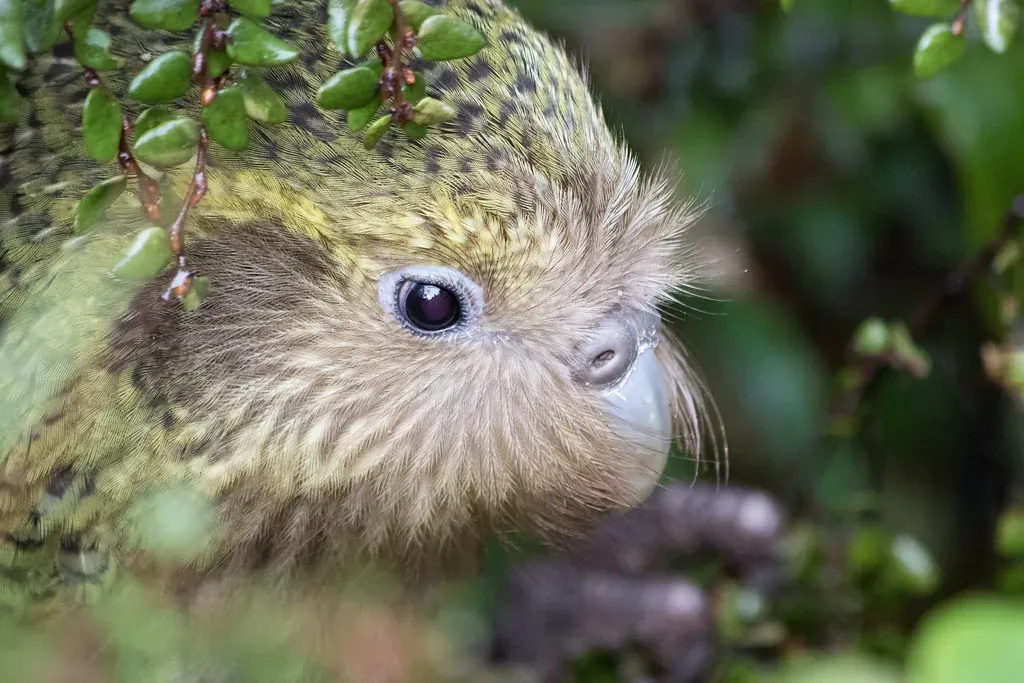 2. Kakapo - Up to 90 to 100 Years (kimberley_collins, Flickr, CC BY 2.0)
