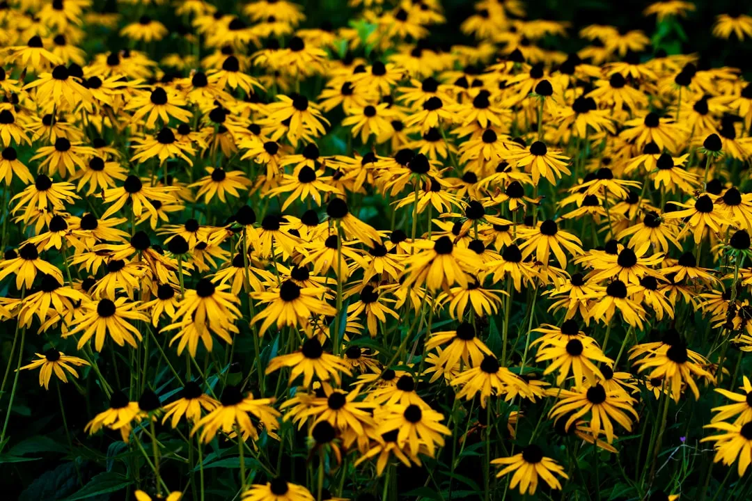 10 - Black-Eyed Susan (Rudbeckia hirta) (Image Credits: Unsplash)