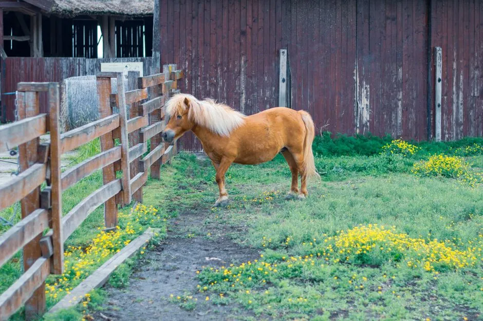 #17 - American Miniature Horse (Image Credits: Pexels)