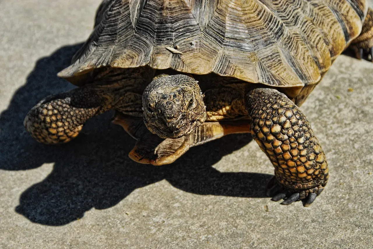 3. The Desert Tortoise: A Bladder Built Like a Water Tank (Image Credits: Pixabay)