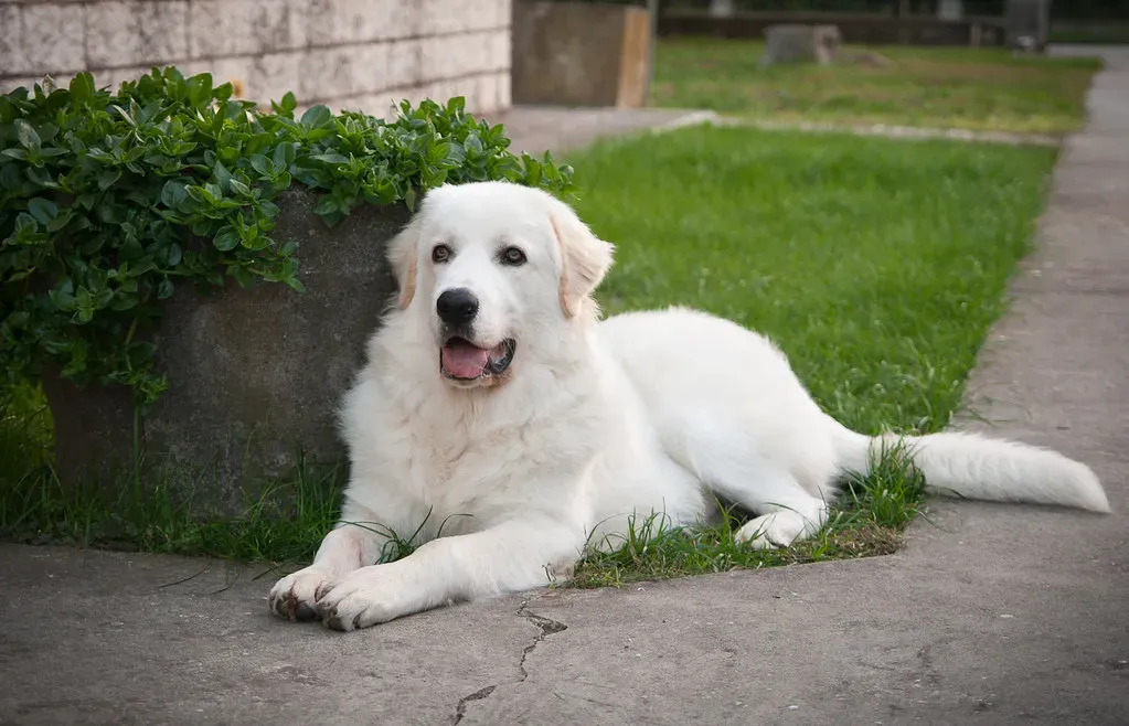 The Maremma Sheepdog: Italy's Ice-Resistant Sentinel (Image Credits: Flickr)