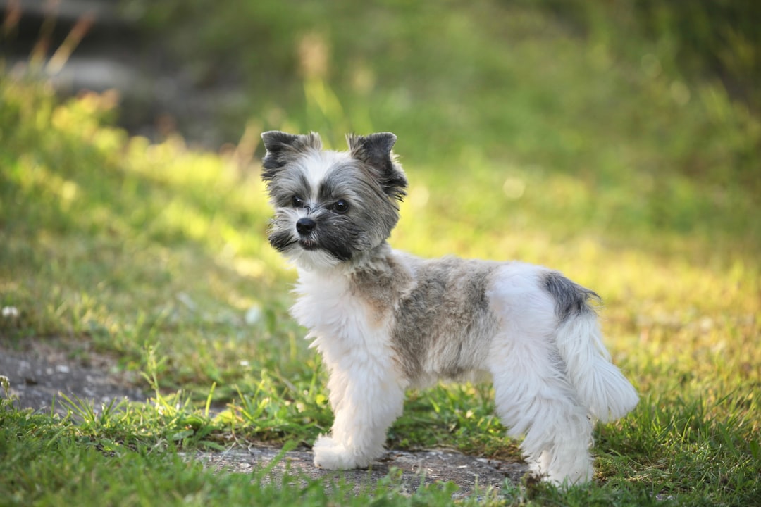 #7 Yorkshire Terrier (Image Credits: Unsplash)