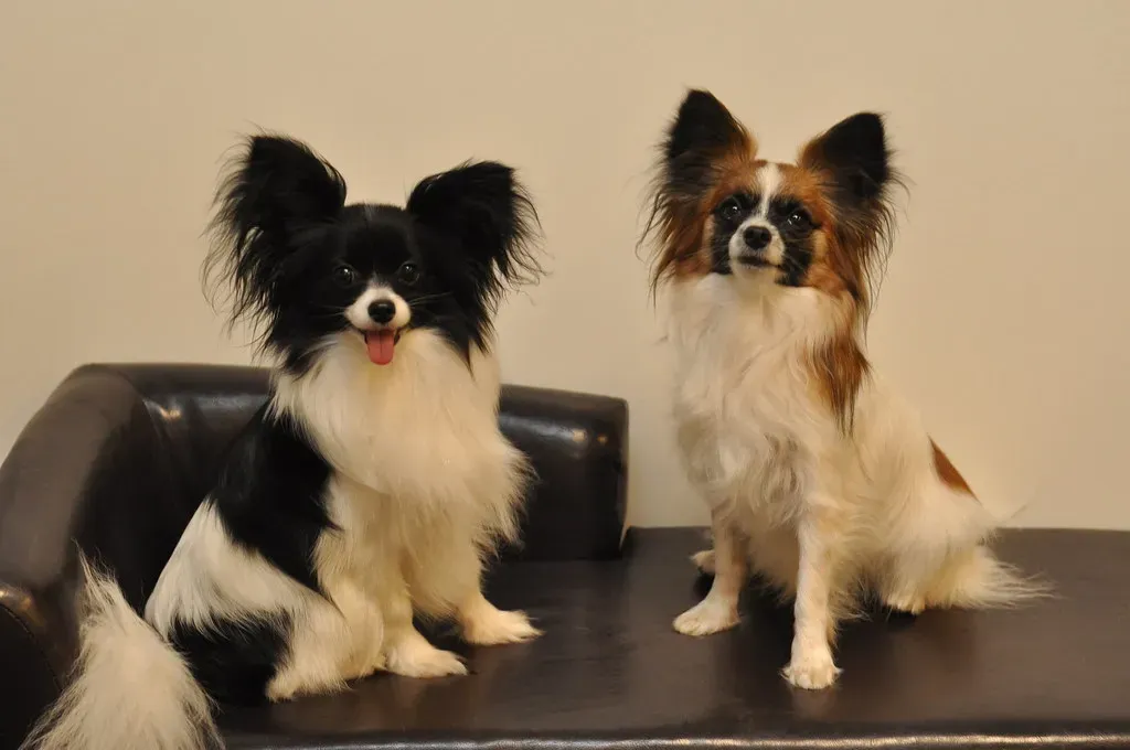 #10. Papillon (andreaarden, Flickr, CC BY 2.0)