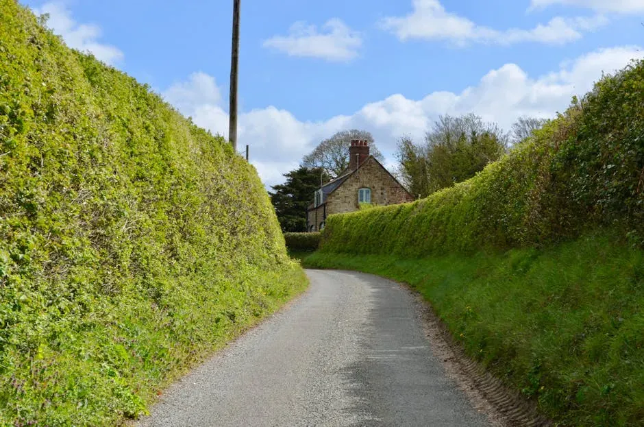 #8: Plant Dense Hedgerows as Living Shelter Corridors (Image Credits: Pexels)