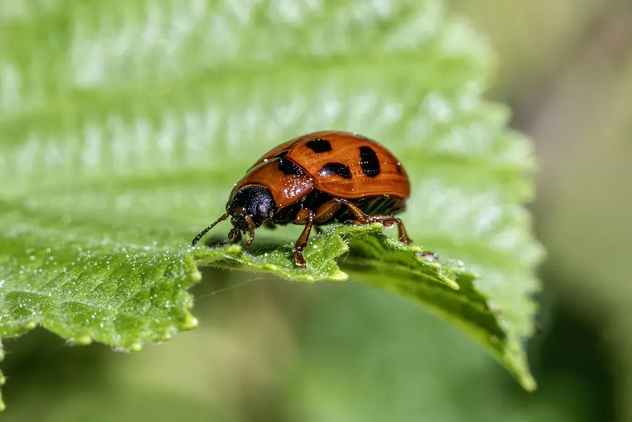 Protecting Your Home Naturally (Image Credits: Pixabay)