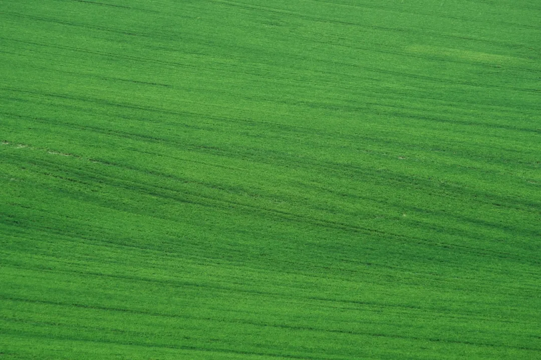 #16: Quit the "Green Carpet" Lawn Obsession (Image Credits: Unsplash)
