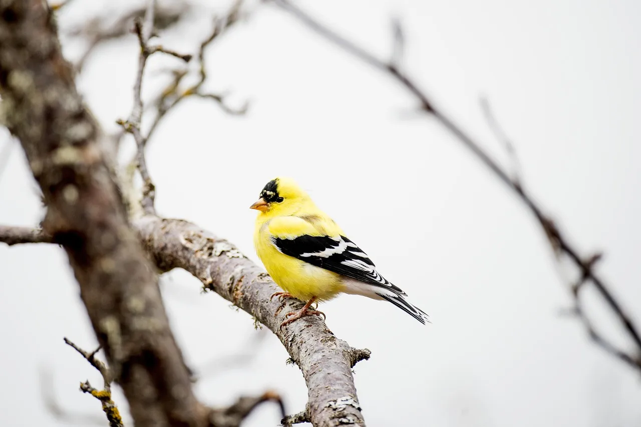 Libra: The American Goldfinch (Image Credits: Pixabay)