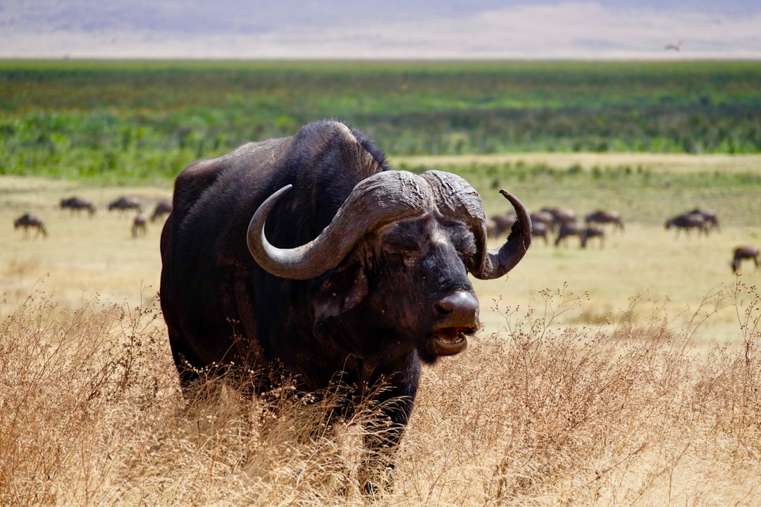 The Comanche: Masters of Buffalo Hunting (Image Credits: Unsplash)