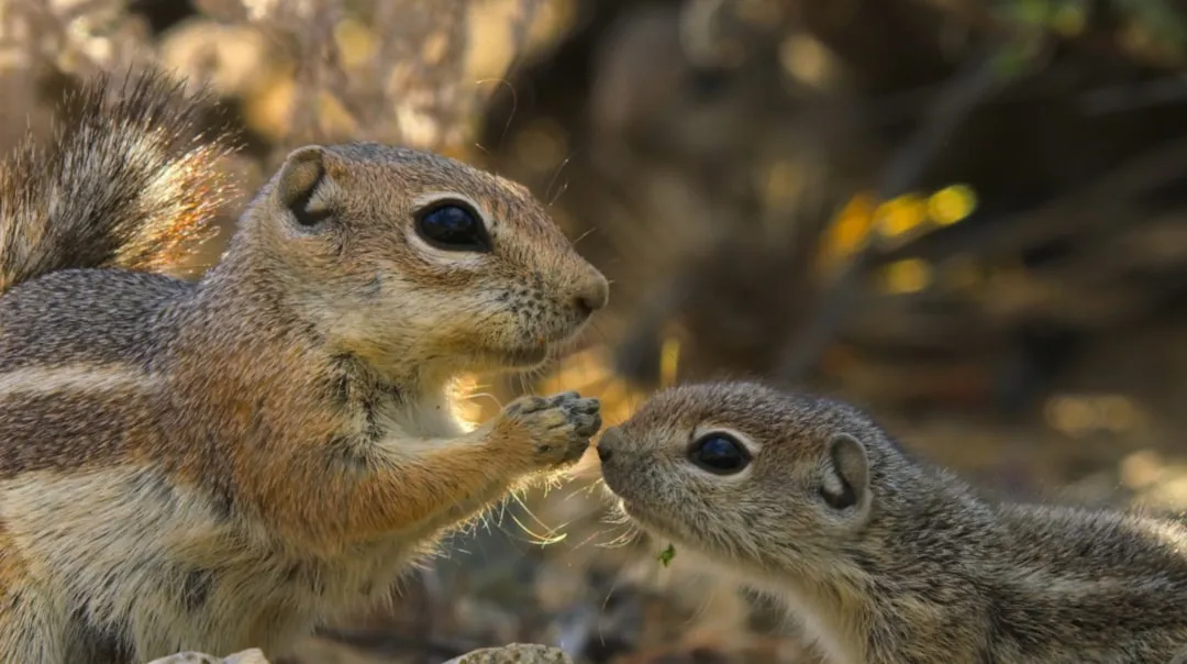 Mating Rituals: The Dance of Courtship (Image Credits: Unsplash)