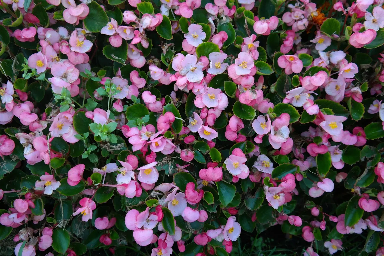 #31 - Waxy and Tuberous Begonias: All Color, No Access (Image Credits: Pixabay)