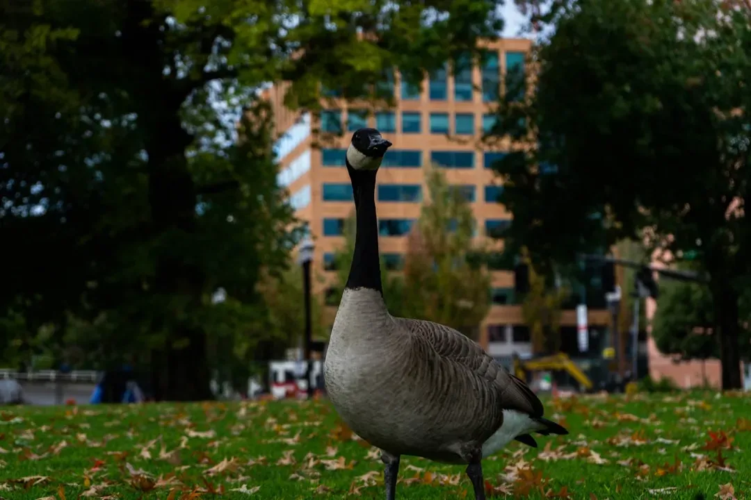 Genetic Isolation and the Slow Fade of Diversity (Image Credits: Unsplash)