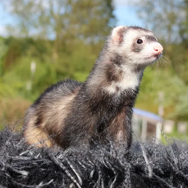 #12. Ferrets (Image Credits: Pexels)