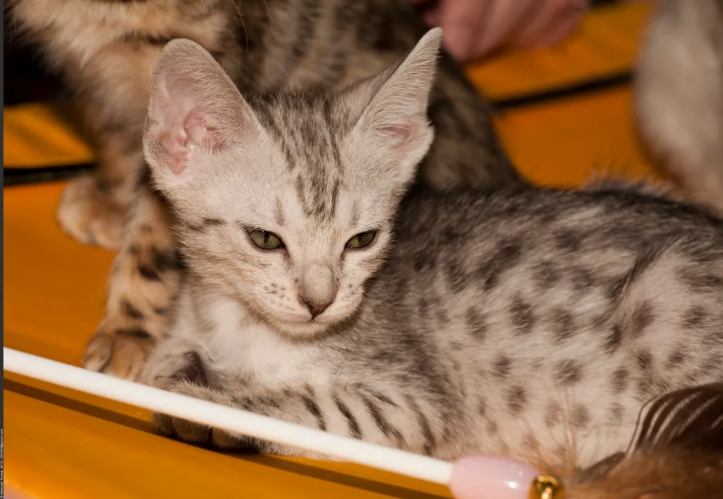 #29 - Ocicat: Domestic Wildcats That Hate Boredom (Nickolas Titkov, Flickr, CC BY-SA 2.0)