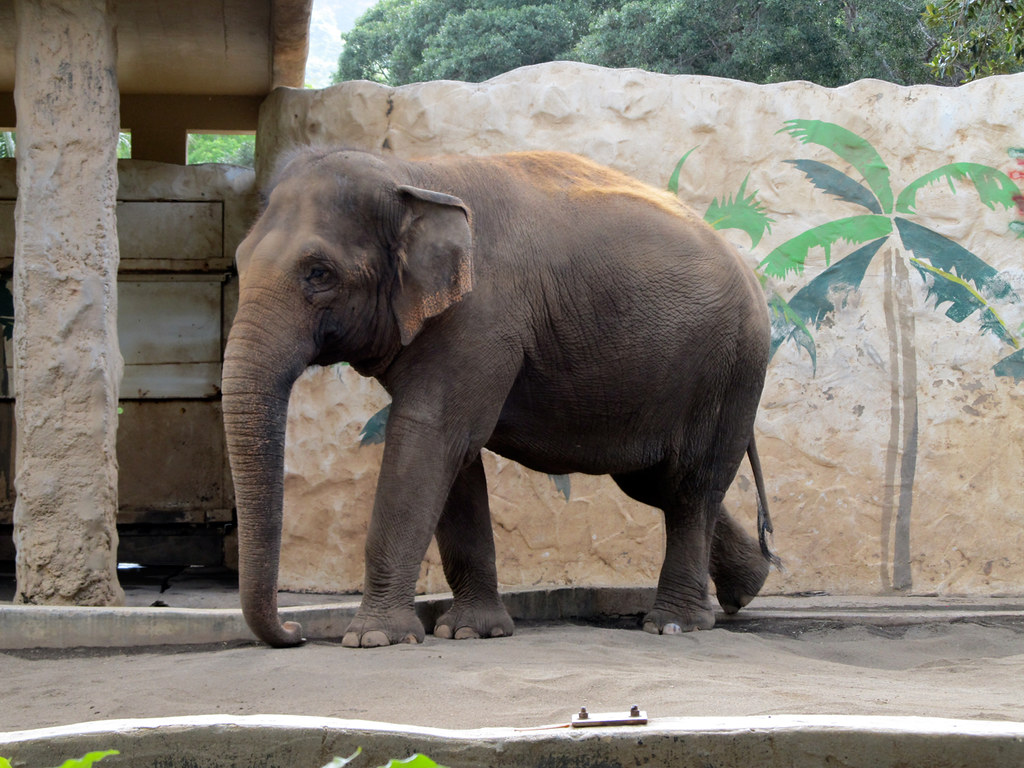 Elephants Can Detect Earthquake Vibrations Through Their Feet (Image Credits: Flickr)