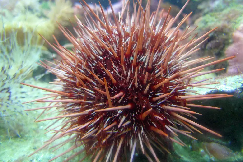 Red Sea Urchin: The Spiny Centenarians (Image Credits: Flickr)