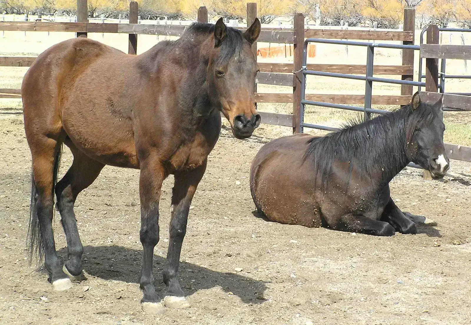 Horses Can Sleep Standing Up (Image Credits: Wikimedia)