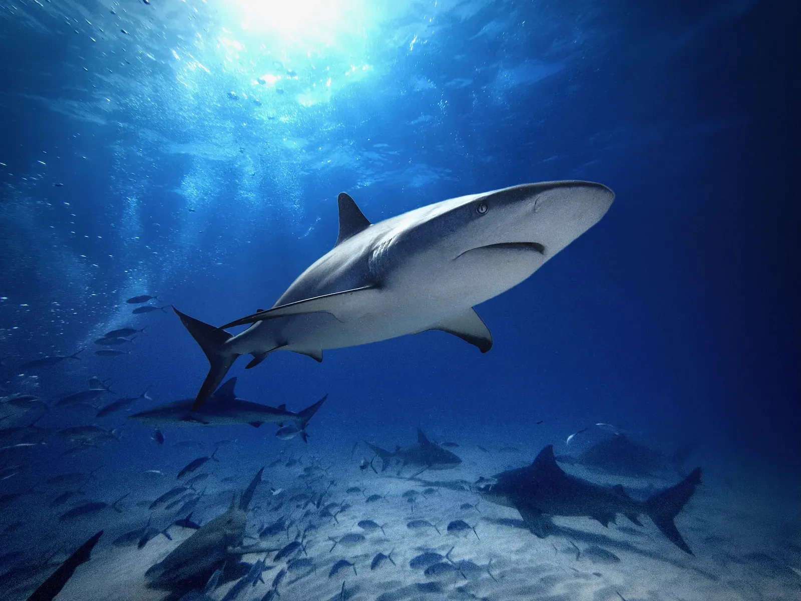 9. The Bull Shark: The River Predator Nobody Expects (By Dennis Hipp (Zepto), CC0)