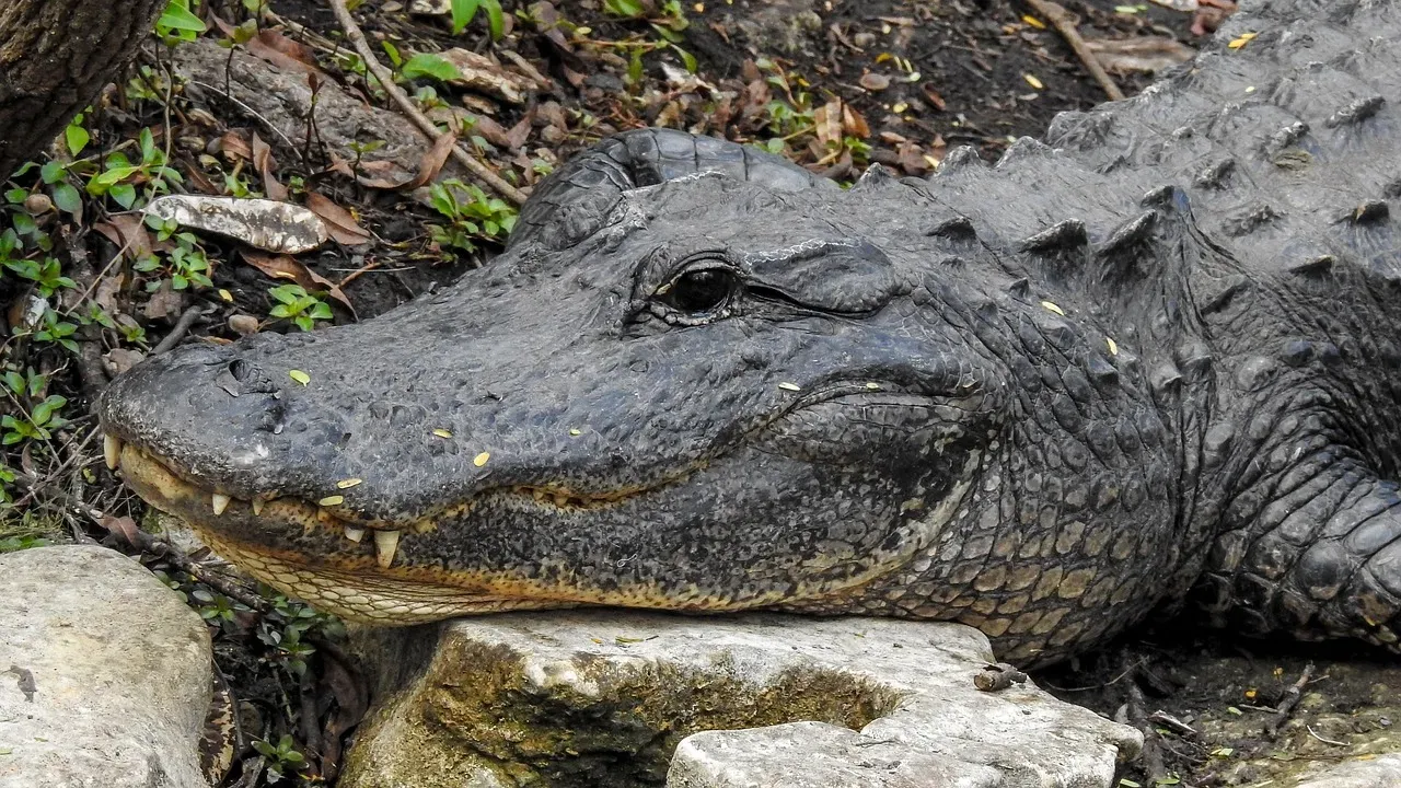 American Alligators in Everglades National Park (Image Credits: Pixabay)